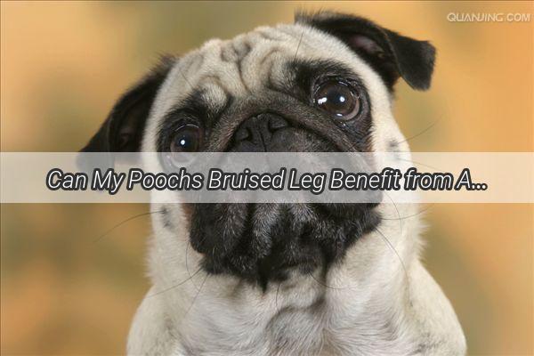 Can My Poochs Bruised Leg Benefit from AntiInflammatory Medication Find Out Now